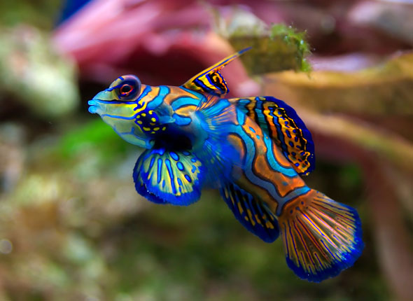 Mandarin-Fish