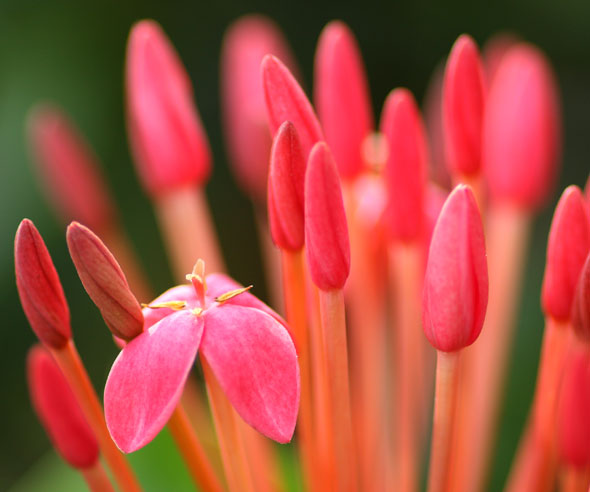 flores2